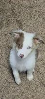 Cue, a female Australian Shepherd for sale in Gordon, GA – 7 of 10