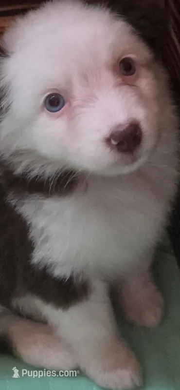 Scratch  – Australian Shepherd puppy for sale in Gordon, GA
