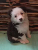 Scratch , a female Australian Shepherd for sale in Gordon, GA – 5 of 10