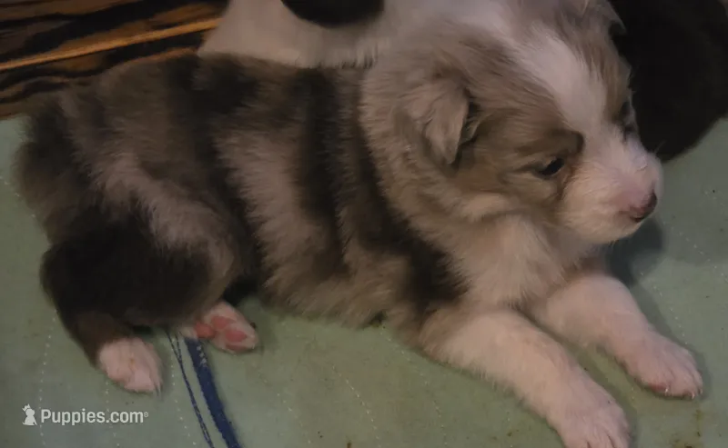 Fats – Australian Shepherd puppy for sale in Gordon, GA