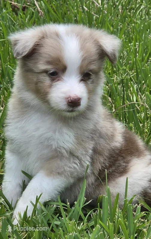Snooker – Australian Shepherd puppy for sale in Gordon, GA