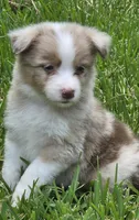 Snooker, a female Australian Shepherd for sale in Gordon, GA – 1 of 10