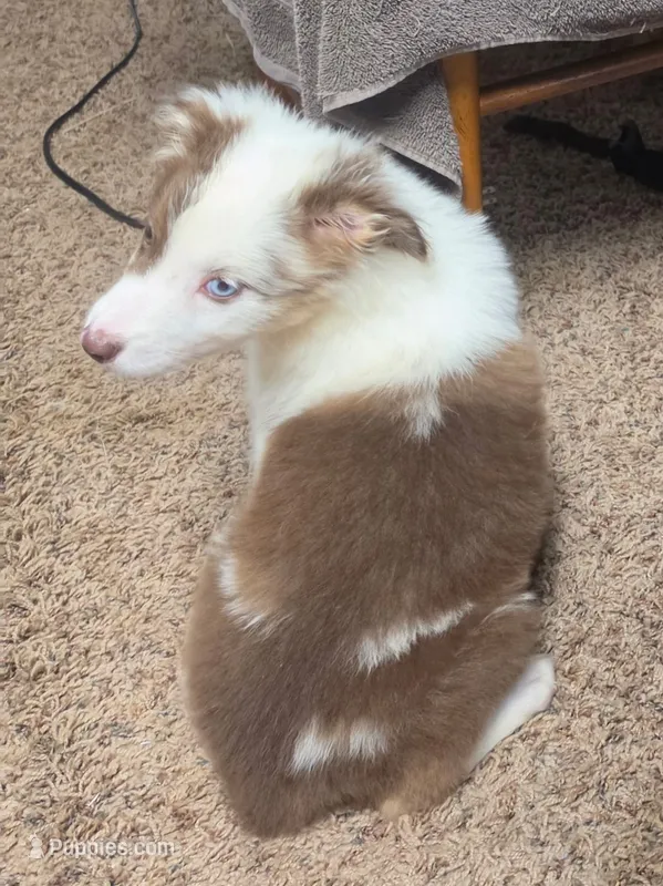 Cue – Australian Shepherd puppy for sale in Gordon, GA
