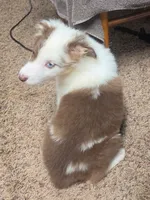 Cue, a female Australian Shepherd for sale in Gordon, GA – 6 of 10