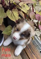 Fats, a male Australian Shepherd for sale in Gordon, GA – 2 of 10