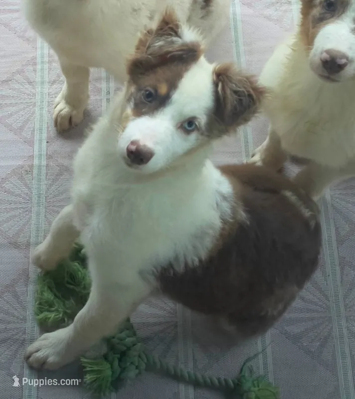 Cue – Australian Shepherd puppy for sale in Gordon, GA