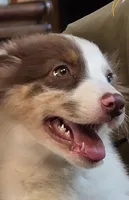 Cue, a female Australian Shepherd for sale in Gordon, GA – 2 of 10