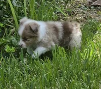 Snooker, a female Australian Shepherd for sale in Gordon, GA – 7 of 10