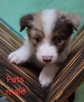 Fats, a male Australian Shepherd for sale in Gordon, GA – 6 of 10