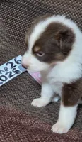 Lefty, a female Australian Shepherd for sale in Gordon, GA – 4 of 9