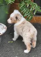 Domino, a male Australian Shepherd for sale in Gordon, GA – 7 of 9