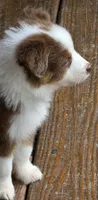 Hustler, a male Australian Shepherd for sale in Gordon, GA – 7 of 10