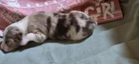 Snooker, a female Australian Shepherd for sale in Gordon, GA – 3 of 10