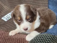 Lefty, a female Australian Shepherd for sale in Gordon, GA – 6 of 9