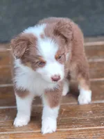 Hustler, a male Australian Shepherd for sale in Gordon, GA – 2 of 10
