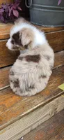 Fats, a male Australian Shepherd for sale in Gordon, GA – 7 of 10