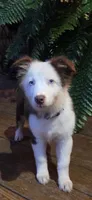 Scratch , a female Australian Shepherd for sale in Gordon, GA – 3 of 9