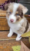 Fats, a male Australian Shepherd for sale in Gordon, GA – 5 of 10