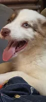 Cue, a female Australian Shepherd for sale in Gordon, GA – 4 of 10