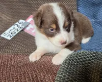 Lefty, a female Australian Shepherd for sale in Gordon, GA – 7 of 9