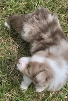 Snooker, a female Australian Shepherd for sale in Gordon, GA – 8 of 10