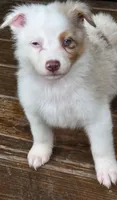 Domino, a male Australian Shepherd for sale in Gordon, GA – 2 of 9
