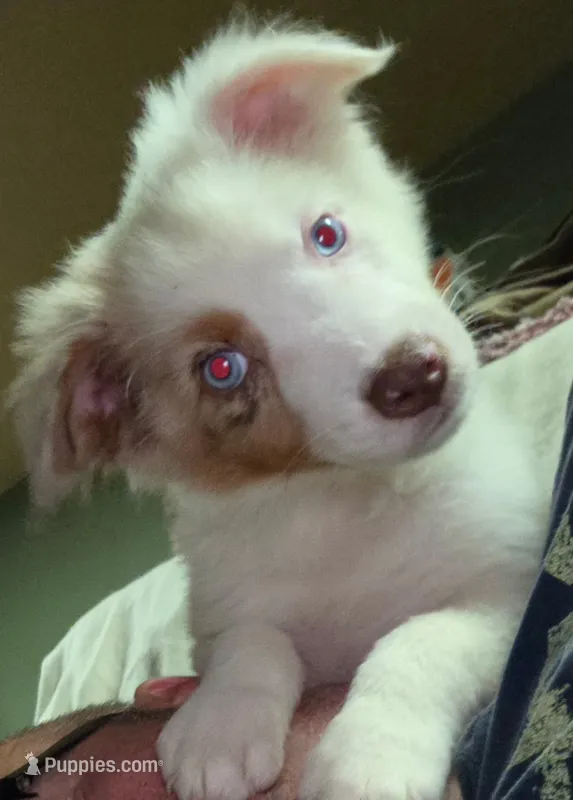 Domino – Australian Shepherd puppy for sale in Gordon, GA