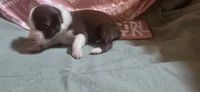 Rackit, a female Australian Shepherd for sale in Gordon, GA – 2 of 10