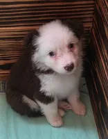 Scratch , a female Australian Shepherd for sale in Gordon, GA – 3 of 10
