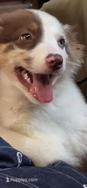 Cue – Australian Shepherd puppy for sale in Gordon, GA