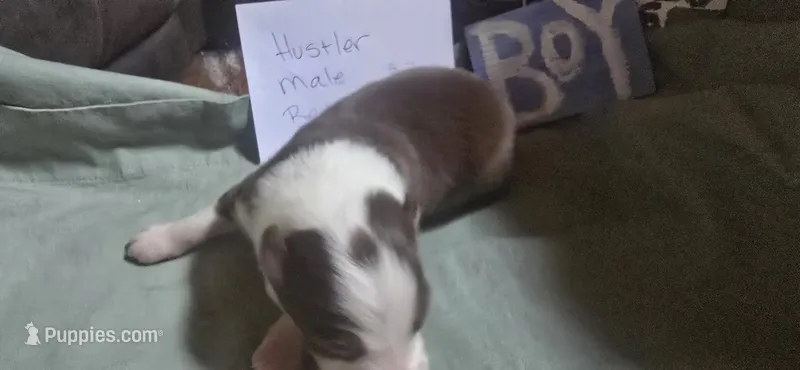 Hustler – Australian Shepherd puppy for sale in Gordon, GA