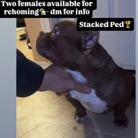 Sassy, a female American Bully for sale in Indianapolis, IN – Photo 4 of 6