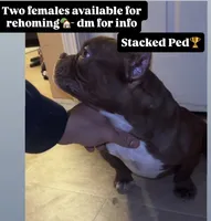 Sassy, a female American Bully for sale in Indianapolis, IN – Photo 4 of 6