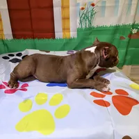 Sassy, a female American Bully for sale in Indianapolis, IN – Photo 1 of 6