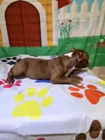 Sassy, a female American Bully for sale in Indianapolis, IN – Photo 1 of 6