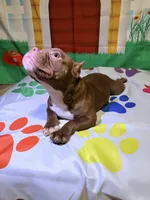 Sassy, a female American Bully for sale in Indianapolis, IN – Photo 5 of 6