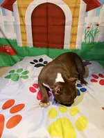 Sassy, a female American Bully for sale in Indianapolis, IN – Photo 6 of 6