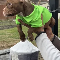 Sassy, a female American Bully for sale in Indianapolis, IN – Photo 3 of 6