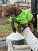 Sassy, a female American Bully for sale in Indianapolis, IN – Photo 3 of 6