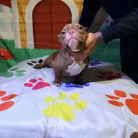 Sassy, a female American Bully for sale in Indianapolis, IN – Photo 2 of 6