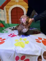 Sassy, a female American Bully for sale in Indianapolis, IN – Photo 2 of 6