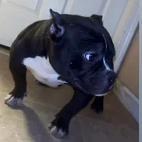 Rudy, a female American Bully for sale in Indianapolis, IN – Photo 3 of 6