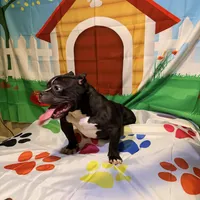 Rudy, a female American Bully for sale in Indianapolis, IN – Photo 5 of 6