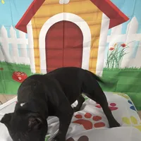 Rudy, a female American Bully for sale in Indianapolis, IN – Photo 4 of 6