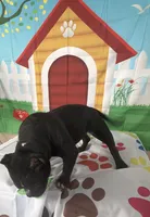 Rudy, a female American Bully for sale in Indianapolis, IN – Photo 4 of 6