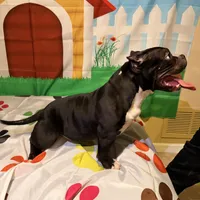 Rudy, a female American Bully for sale in Indianapolis, IN – Photo 6 of 6