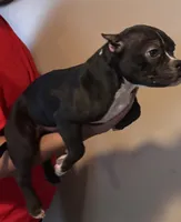 Rudy, a female American Bully for sale in Indianapolis, IN – Photo 2 of 6