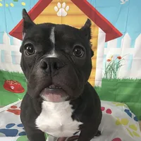 Rudy, a female American Bully for sale in Indianapolis, IN – Photo 1 of 6