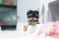 Maison , a male Yorkshire Terrier for sale in Texas City, TX – 3 of 3
