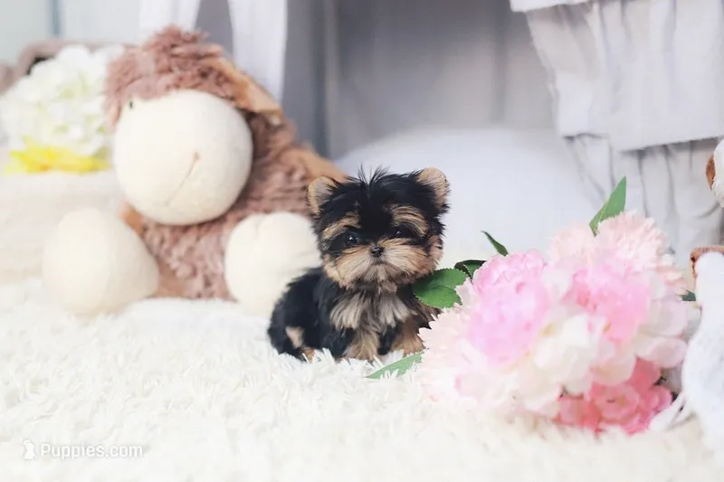 Maison  – Yorkshire Terrier puppy for sale in Texas City, TX